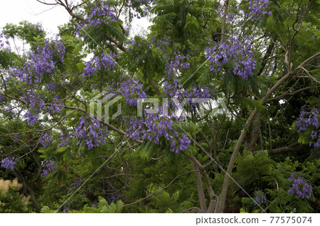 藍花楹樹開著藍紫色的花朵。學名是藍花楹。 77575074