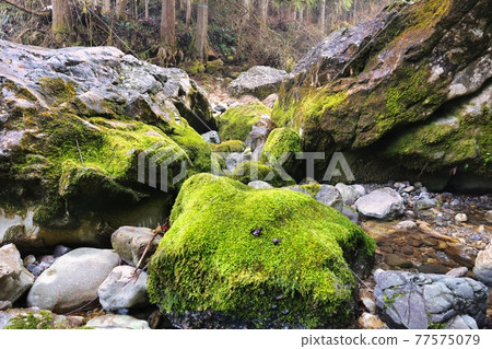 Enbara River, Yamagata City, Gifu Prefecture Large mossy rock Enbara River, Yamagata City, Gifu Prefecture Large mossy rock 77575079