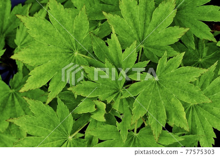 Blue Maple leaves Blue Maple leaves 77575303