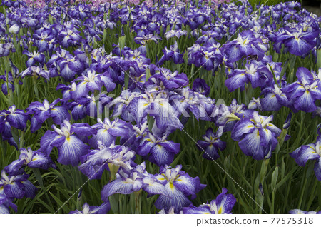 Purple and white iris flowers are in bloom in the iris garden. The name of this iris is the pearl of luminous (Yakonotama). 77575318