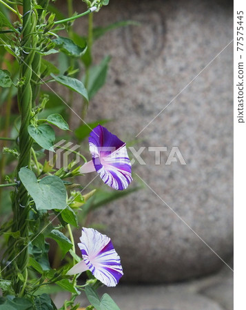 草津溫泉 77575445