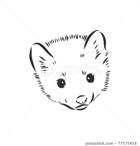 Sable or Martes zibellina, illustration of... - Stock Illustration  [77575458] - PIXTA