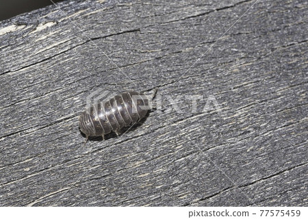 丹高橡膠 77575459