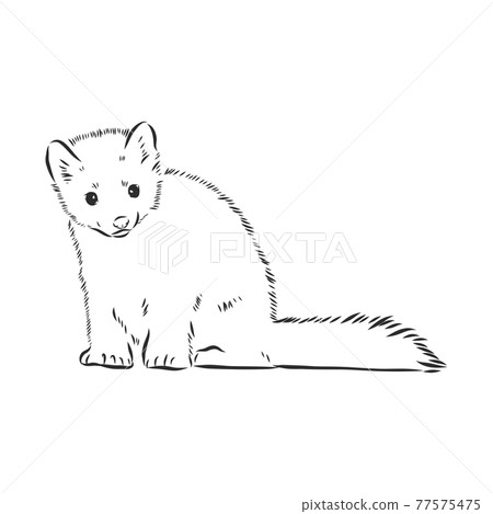 Sable or Martes zibellina, illustration of... - Stock Illustration  [77575475] - PIXTA