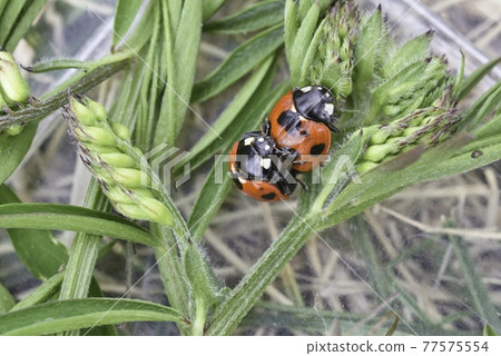 Ladybug Ladybug 77575554