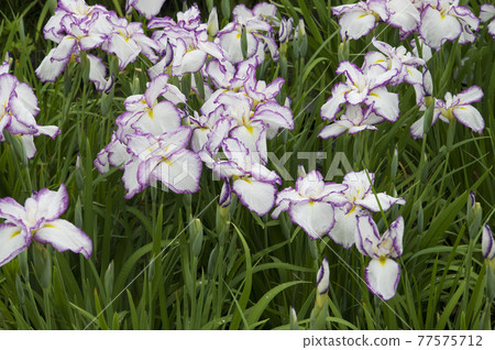 Purple and white iris flowers are in bloom in the iris garden. The name of this iris is Kumoi no Kari. 77575712