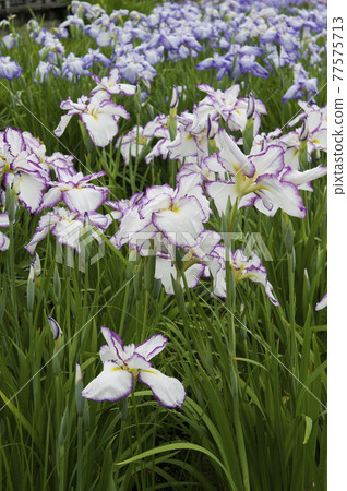 Purple and white iris flowers are in bloom in the iris garden. The name of this iris is Kumoi no Kari. Purple and white iris flowers are in bloom in the iris garden. The name of this iris is Kumoi no Kari. 77575713