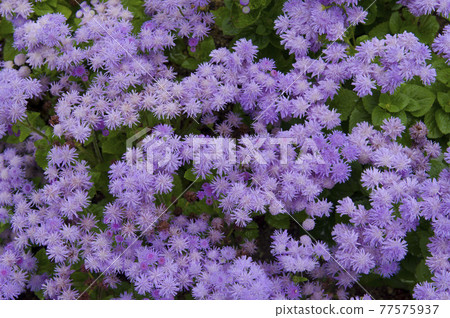 The purple flowers of Ageratum are in bloom. The scientific name is Ageratum. The purple flowers of Ageratum are in bloom. The scientific name is Ageratum. 77575937