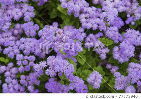 The purple flowers of Ageratum are in bloom. The scientific name is Ageratum. 77575940
