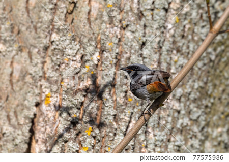 Black Redstart in springtime Black Redstart in springtime 77575986