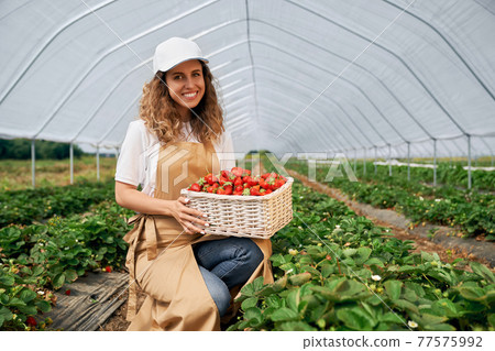 Squatting woman is holding basket of fresh strawberries. Squatting woman is holding basket of fresh strawberries. 77575992