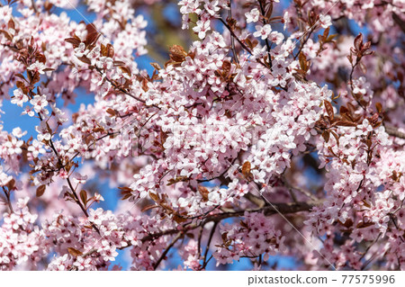 vivid pink cherry sakura blossom flowers vivid pink cherry sakura blossom flowers 77575996