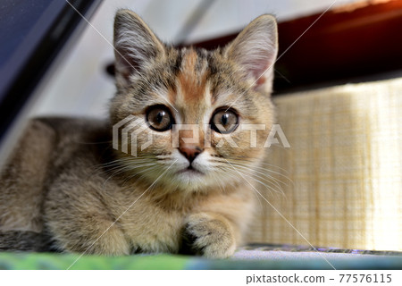 Sad little British chinchilla Kitten. little kitten 77576115