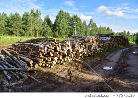 Piled pine tree logs in forest. Stacks of cut wood. Piled pine tree logs in forest. Stacks of cut wood. 77576130