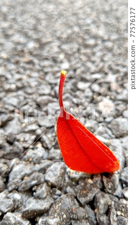 For some reason it ’s a mischief of the wind 77576177