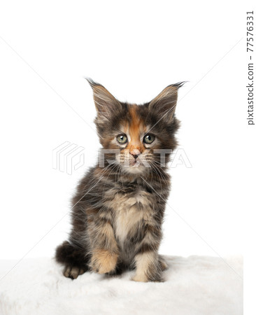 cute calico maine coon kitten sitting on white fur looking at camera 77576331