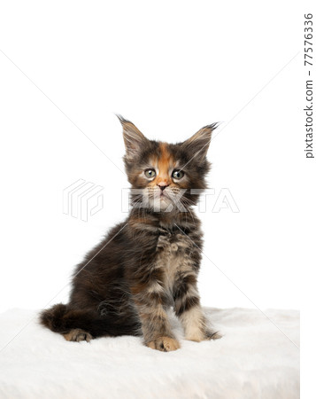 cute calico maine coon kitten sitting on white fur looking at camera 77576336
