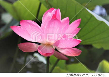 A lotus flower that stands out A lotus flower that stands out 77576460