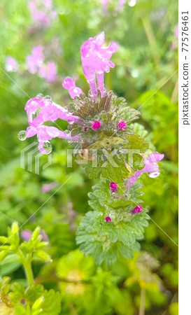 Henbit deadnettle Henbit deadnettle 77576461