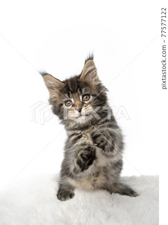 funny maine coon kitten rearing up standing on hind legs like it's dancing funny maine coon kitten rearing up standing on hind legs like it's dancing 77577122