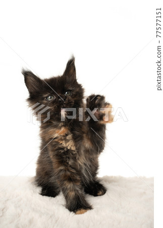 black tortie maine coon kitten playing raising paw on white background 77577151
