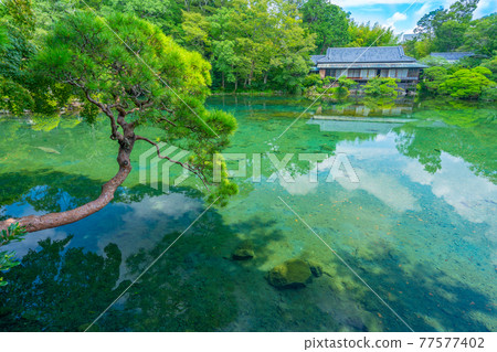 Rakujuen Obama Pond [Shizuoka Prefecture Mishima City] 77577402