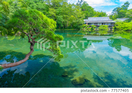Rakujuen Obama Pond [Shizuoka Prefecture Mishima City] 77577405
