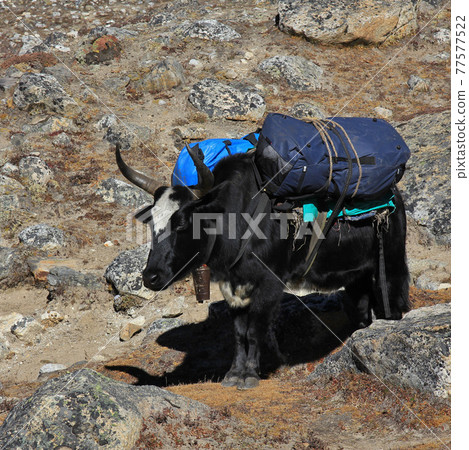 Dzo, hybrid of yak and cow carrying bags Dzo, hybrid of yak and cow carrying bags 77577522
