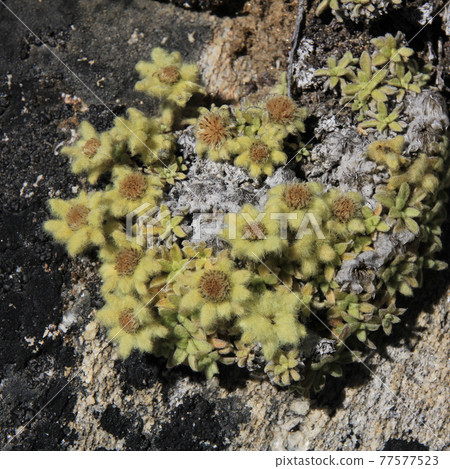 Yellow furry flowers photographed high up in the Himalayas Yellow furry flowers photographed high up in the Himalayas 77577523