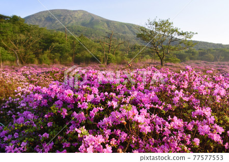 Miyama Kirishima on one side of Kirishima and Kagahara 77577553