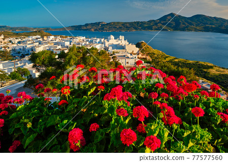 Red geranium flowers with Greek village Plaka on Milos island in Greece 77577560