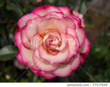 Rose flowers blooming in the rose garden (spring) Rose flowers blooming in the rose garden (spring) 77577649