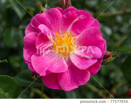 Rose flowers blooming in the rose garden (spring) Rose flowers blooming in the rose garden (spring) 77577650
