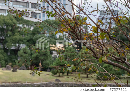 Hamarikyu在秋天 77577821