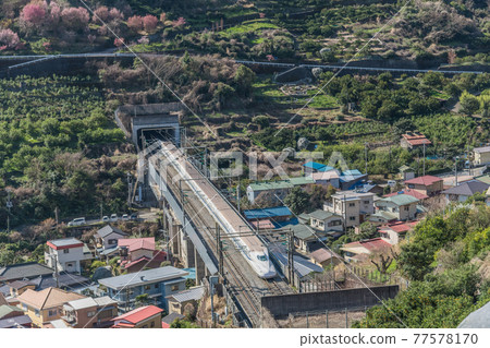 [Tokaido Shinkansen N700A running through the orange field] 77578170