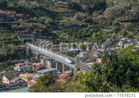 [Tokaido Shinkansen N700A running through the orange field] 77578171