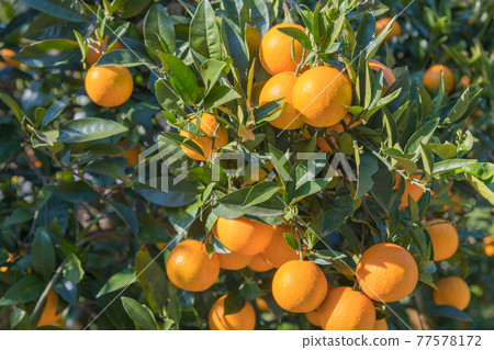 [Mandarin orange field in Ishibashi, Odawara City, which was exposed to plenty of sunlight] 77578172