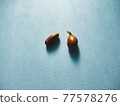 Germinated lemon seeds 77578276