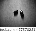 Germinated plant seeds 77578281