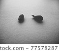 Germinated seeds monochrome 77578287
