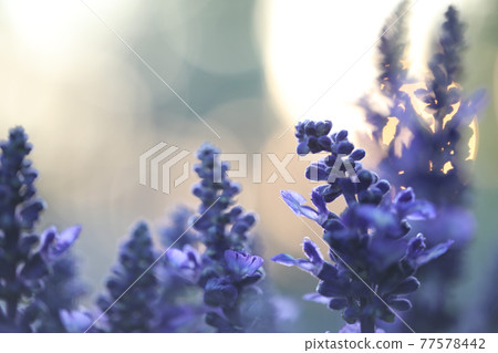Purple lavender flowers close up  77578442
