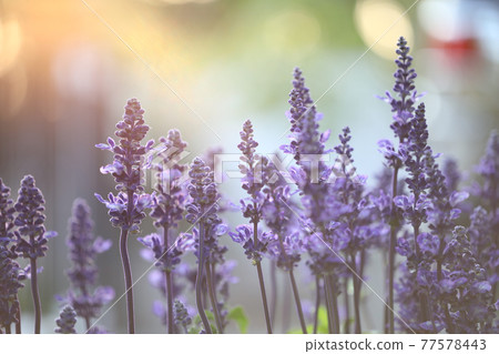 Dreamy lavender flowers close up Dreamy lavender flowers close up 77578443