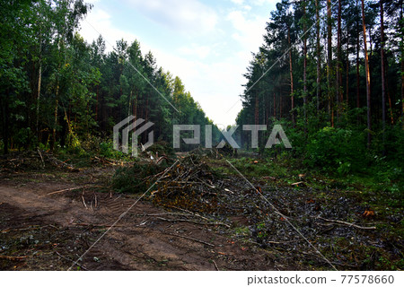 Piled pine tree logs  in forest. Stacks of cut wood.  77578660