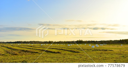 Hay in rolls in white packages on field is stored in open on sunset background.  77578679