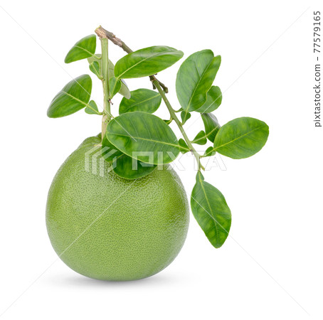 Fresh Pummelo with leaves isolated on white background Fresh Pummelo with leaves isolated on white background 77579165