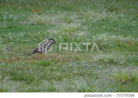 Starling in the rain 77579306