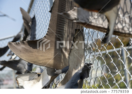 Shark fin sun-dried 77579359