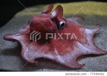 Mendako (Omendako) 77580482