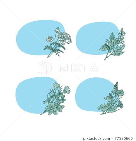 hand drawn medical herbs stickers - Stock Illustration [77580660] - PIXTA