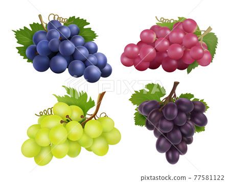 Realistic grapes. set of various grape variety Realistic grapes. set of various grape variety 77581122